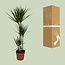 Dracaena Marginata - Ø21 ↕120