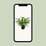 Asplenium Nidus Crissie - Ø17cm - ↕40cm