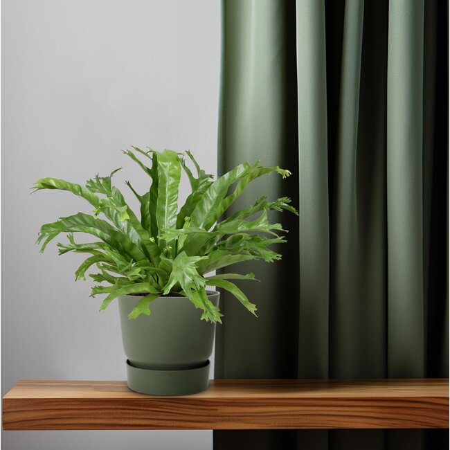 Asplenium Nidus Crissie - Ø17cm - ↕40cm