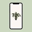 Philodendron Xanadu - Ø21cm - ↕65cm