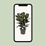 Ficus Robusta - Ø27cm - ↕90cm