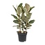 Ficus Tineke - Ø27cm - ↕85cm