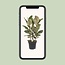 Ficus Tineke - Ø27cm - ↕85cm