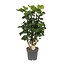 Polyscias Lemon - Ø19cm - ↕65cm
