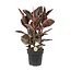 Ficus Belize - Ø27cm - ↕80cm