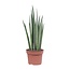 Sansevieria Mikado - Ø12cm - ↕40cm