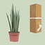 Sansevieria Mikado - Ø12cm - ↕40cm