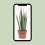 Sansevieria Mikado - Ø12cm - ↕40cm