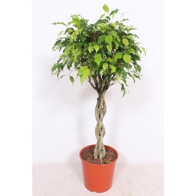 Ficus Exotica - Ø30 ↕120