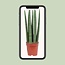 Sansevieria Straight - Ø12cm - ↕40cm