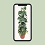 Philodendron Scandens Brasil - Ø24cm - ↕120cm