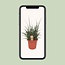 Sansevieria Fernwood Punk - Ø25cm - ↕60cm
