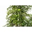 Polyscias Ming vertakt - 140 cm - ⌀27