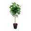 Schefflera op stam - 180cm - ø34