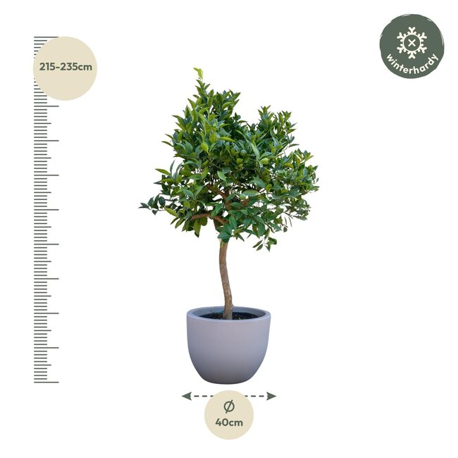 Sinaasappelboom - 200 cm - ø40