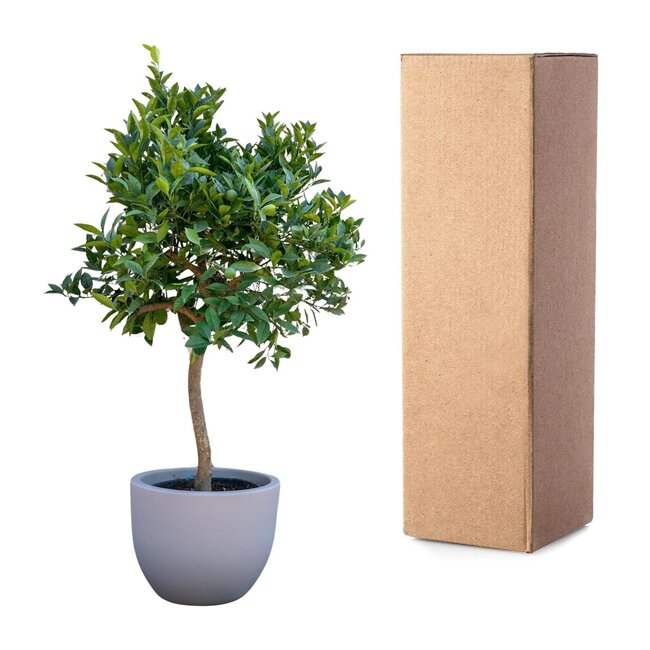 Sinaasappelboom - 200 cm - ø40