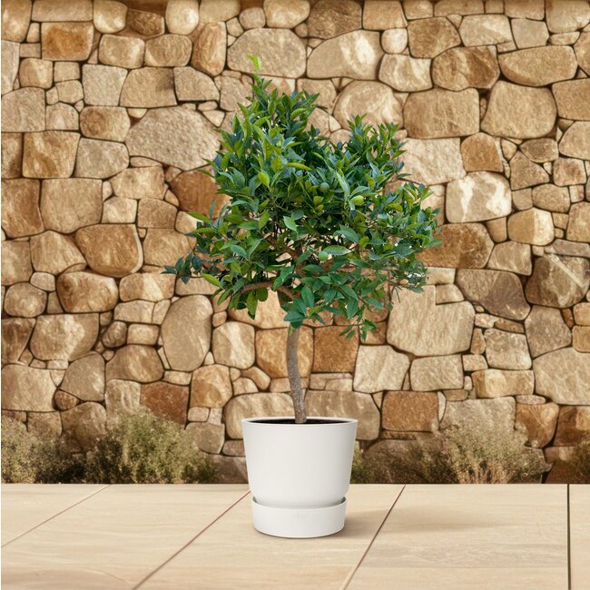 Sinaasappelboom - 200 cm - ø40