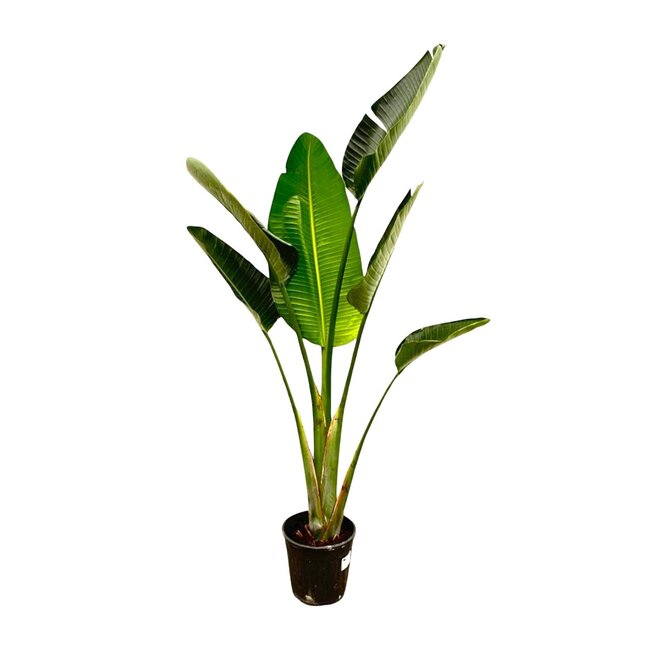 Strelitzia Augusta - 180cm - a30 -