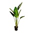 Strelitzia Augusta - 180cm - ⌀30