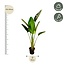 Strelitzia Augusta - 180cm - ⌀30