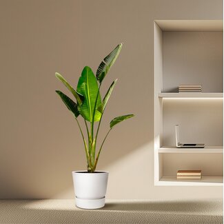 Strelitzia Augusta - 180cm - ⌀30 .