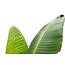 Strelitzia Augusta - 210cm - ⌀30