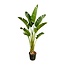 Strelitzia Augusta - 250cm - ⌀45