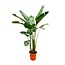 Strelitzia Augusta de luxe XXL - 250cm - ø38
