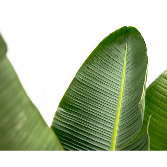 Strelitzia Augusta de luxe XXL - 250cm - ø38