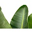 Strelitzia Augusta de luxe XXL - 250cm - ø38