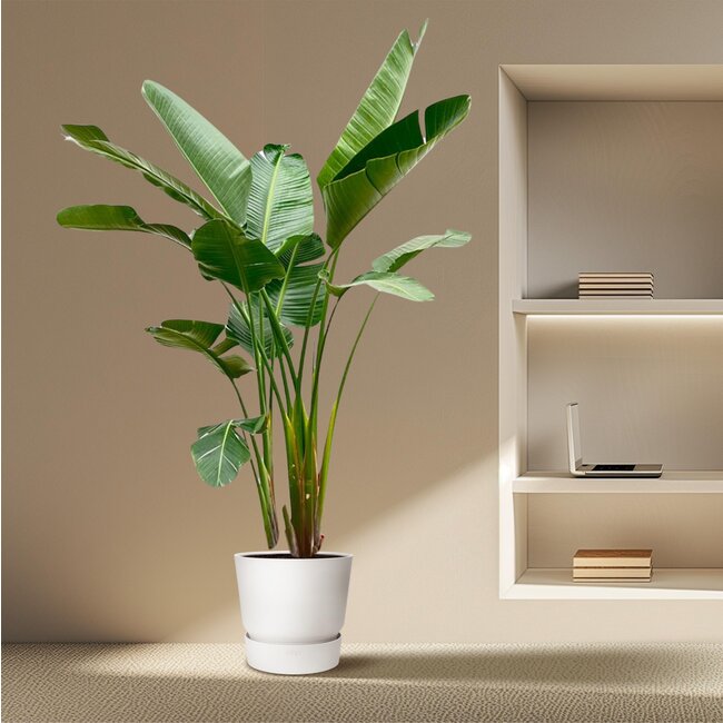 Strelitzia Augusta de luxe XXL - 250cm - ø38
