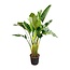 Strelitzia Augusta multi stam - 200cm - ø30