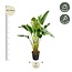 Strelitzia Augusta multi stam - 200cm - ø30