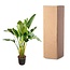 Strelitzia Augusta multi stam - 200cm - ø30