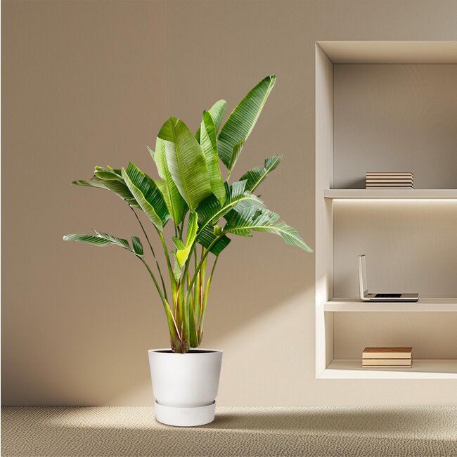 Strelitzia Augusta multi stam - 200cm - ø30