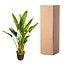 Strelitzia Augusta multi stam XXL - 225 cm - ø40