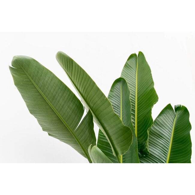 Strelitzia Augusta multi stam XXL - 225 cm - ø40