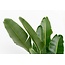 Strelitzia Augusta multi stam XXL - 225 cm - ø40