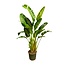 Strelitzia Augusta multi stam XXL - 250 cm - ø50