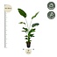 Strelitzia Nicolai - 170 cm - ⌀21