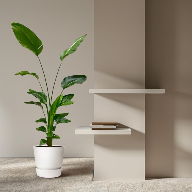 Strelitzia Nicolai - 170 cm - ⌀21