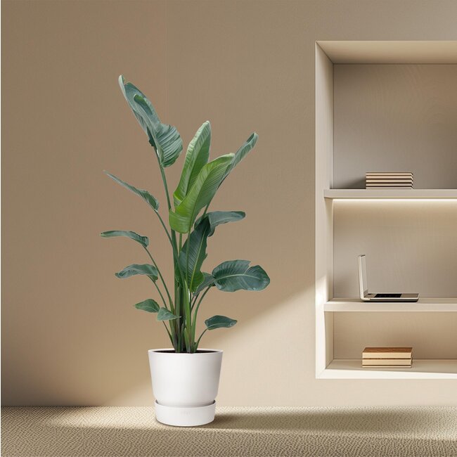 Strelitzia Nicolai XXL - 225 cm - ø27