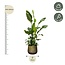 Strelitzia Nicolai de luxe XXL - 250cm - ø40