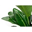 Strelitzia Nicolai de luxe XXL - 250cm - ø40