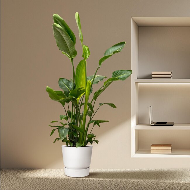 Strelitzia Nicolai de luxe XXL - 250cm - ø40