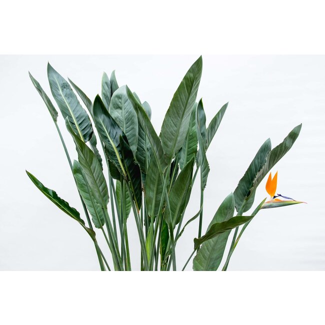 Strelitzia Reginae XL - 160cm - ⌀30