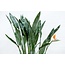 Strelitzia Reginae XL - 160cm - ⌀30