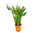 Strelitzia Reginae XL - 160cm - ⌀30
