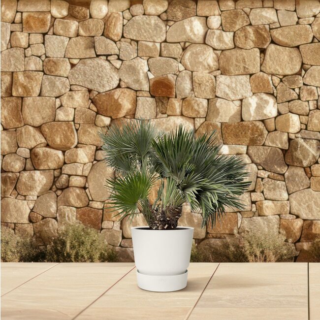 Chamaerops Humilis compact - 120cm - ø80