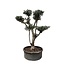 Olea Europaea Pompon - 210cm- Ø80